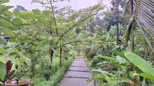 মিরসরাইয়ে গড়ে উঠছে ”‘মিয়াওয়াকি বন’” সহ প্রকৃতি পর্যটন কেন্দ্র।