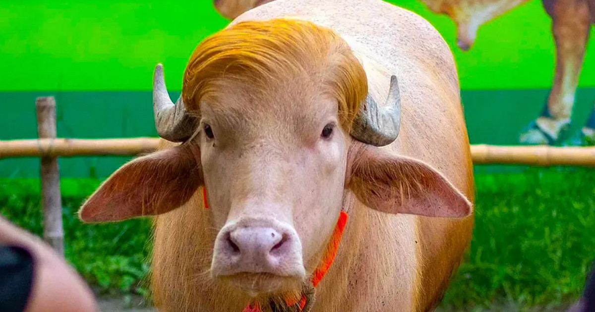 দিনে ২৫ কেজি ঘাস, আধা মণ পানি পান করে ডোনাল্ড ট্রাম্প