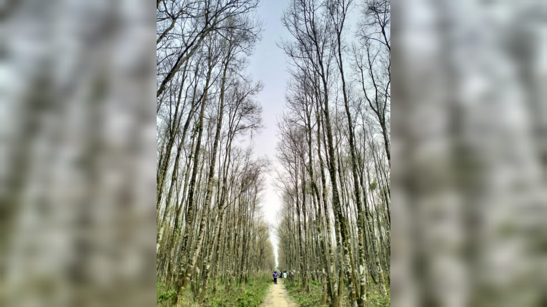 শেরপুরের পাহাড়ে জন্ম নেওয়া ভাইরাল আগর বাগানে প্রবেশ নিষেধ