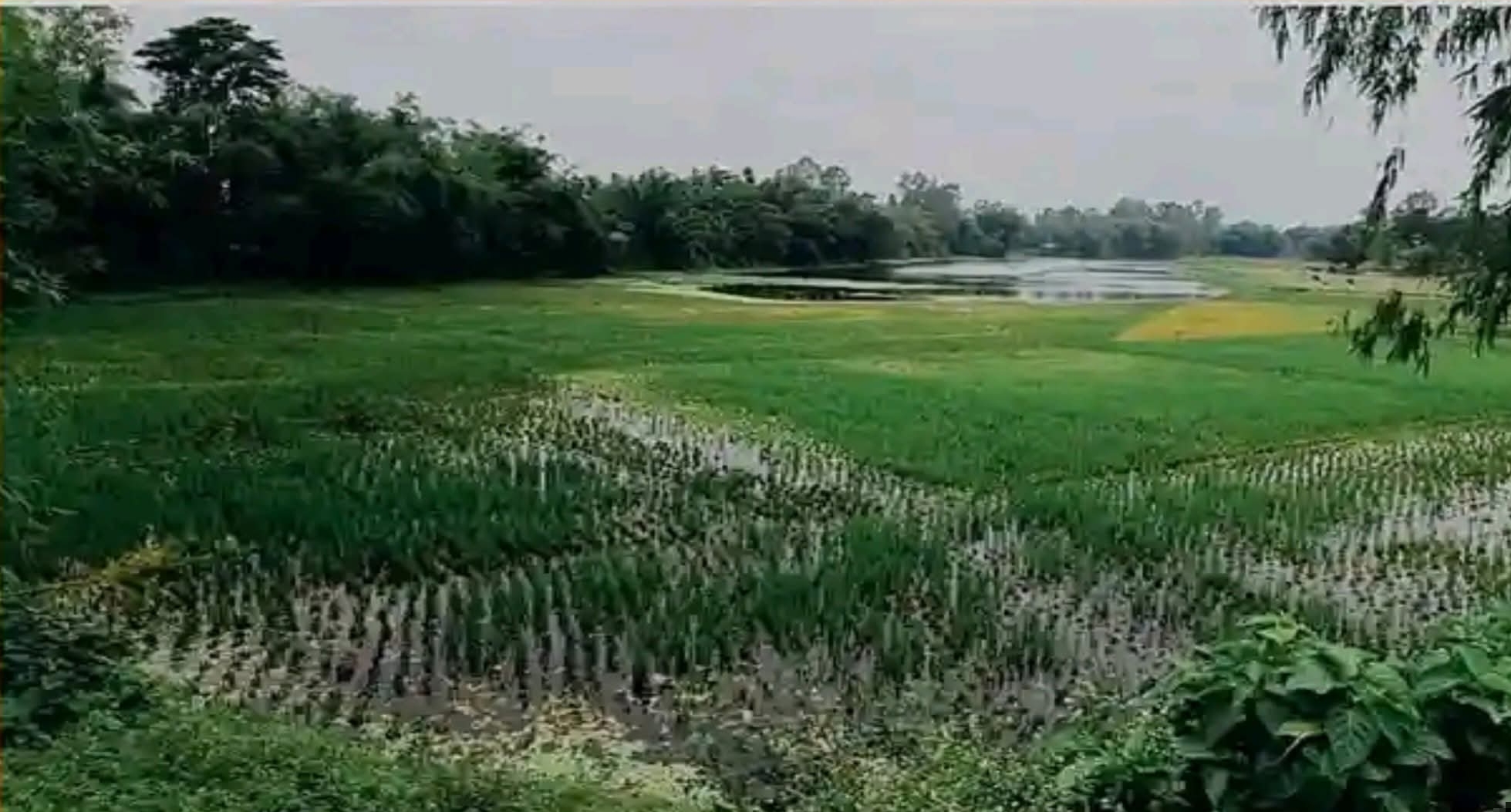দেবীগঞ্জ উপজেলা ভাঙার পাড় এলাকায় কবর স্থান ও বসত বাড়ি ভাঙ্গন