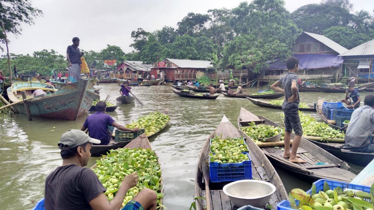 ২০০ বছরের ঐতিহ্যে ভাসমান পেয়ারা বাগান
