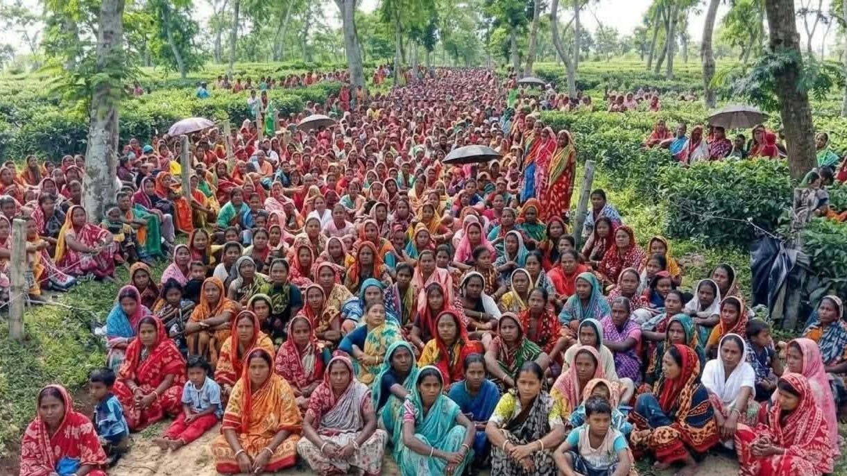 হবিগঞ্জে বকেয়া মজুরি ও পূজার বোনাসের দাবিতে চা শ্রমিকদের কর্মবিরতি, সংহতি ছাত্র ইউনিয়নের
